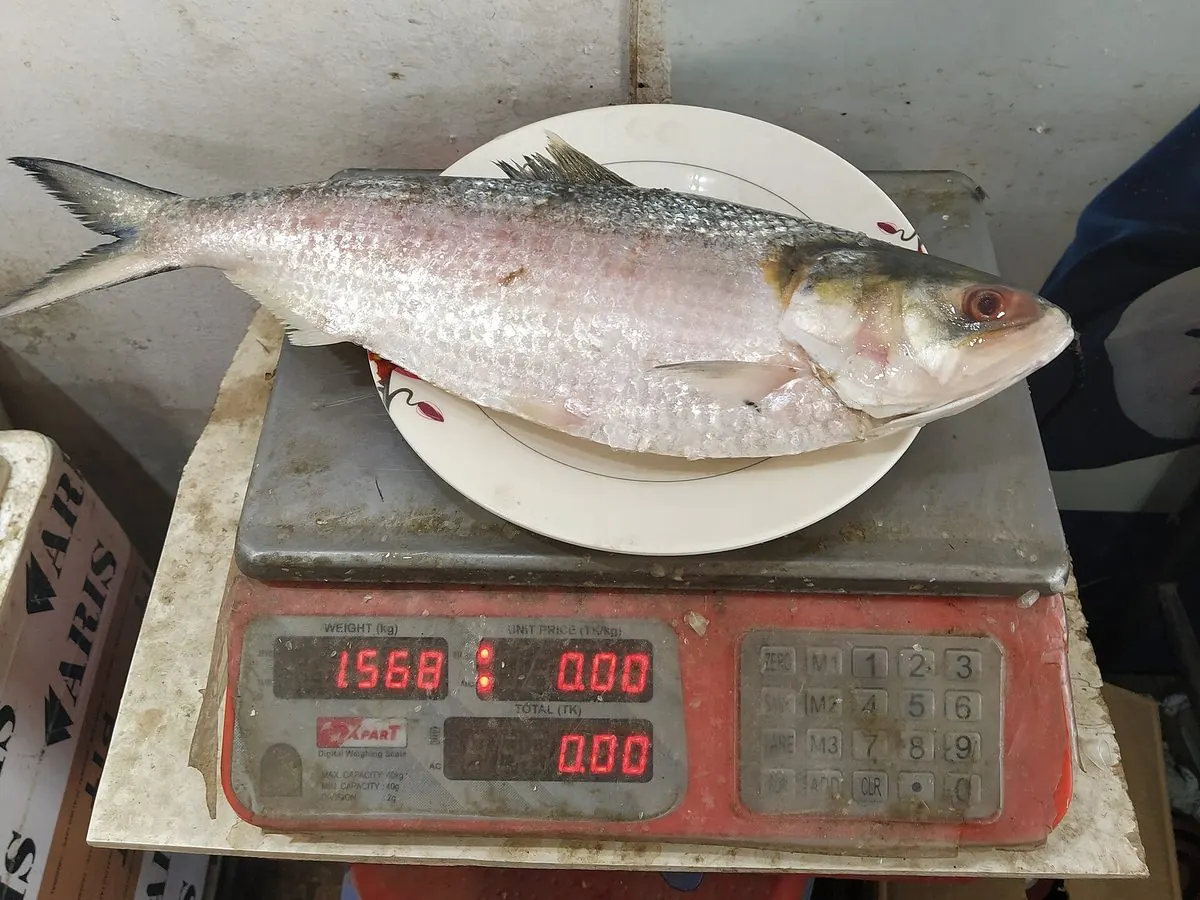 Fresh Chandpur Hilsa (Ilish) – Raja Hilsa